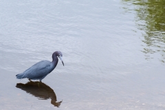 Little Blue Heron